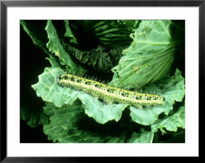 Cabbage White, Caterpillar On Cabbage by Oxford Scientific Pricing Limited Edition Print image
