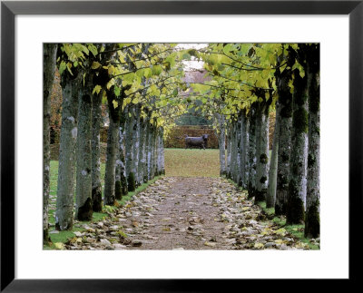 Lime Avenue Framing Metal Sculpture Of Bull, Cranborne Manor, Dorset by Carole Drake Pricing Limited Edition Print image
