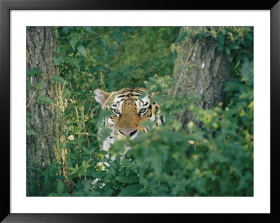 A Siberian Tiger Peers Through The Trees by Dr. Maurice G. Hornocker Pricing Limited Edition Print image