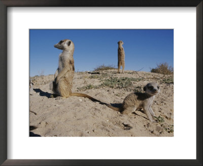 Two Adult Meerkats (Suricata Suricatta) Stand On A Mound by Mattias Klum Pricing Limited Edition Print image