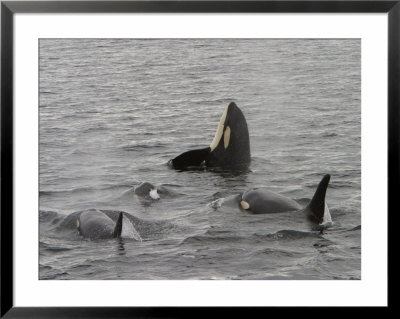 A Killer Whale Pod In Johnstone Strait by Ralph Lee Hopkins Pricing Limited Edition Print image