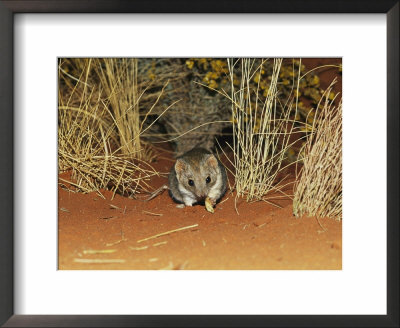 A Rare Marsupial Mulgara Feeding On Larva Near Grass Tussocks by Jason Edwards Pricing Limited Edition Print image