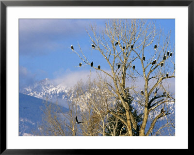 Bald Eagles In The Bitterroot Valley Near Hamilton, Montana, Usa by Chuck Haney Pricing Limited Edition Print image
