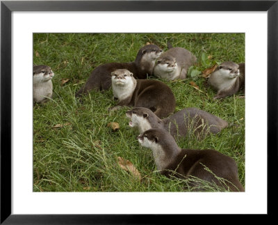 Family Of Asian Short-Clawed River Otters by Nicole Duplaix Pricing Limited Edition Print image