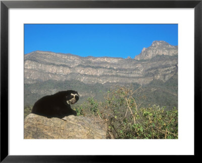 Spectacled Bear Male In Dry Forest Habitat, Peru by Mark Jones Pricing Limited Edition Print image