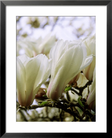 Magnolia Galaxy Deciduous Tree, White Flowers Petals Tinted Pink, Opening On Brown Branches by Mark Bolton Pricing Limited Edition Print image