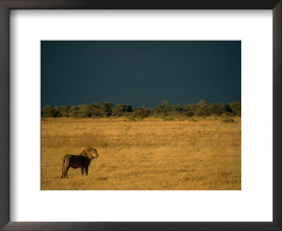 A Male African Lion Looks Out Over His Territory by Beverly Joubert Pricing Limited Edition Print image