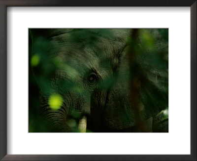 An African Elephant (Loxodonta Africana) Peering Toward The Camera by Michael Nichols Pricing Limited Edition Print image