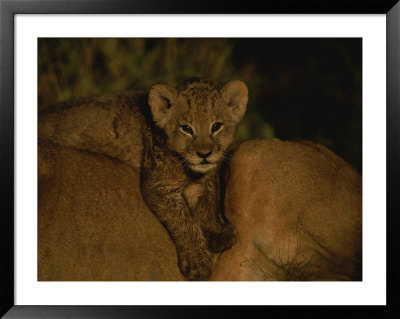 African Lion Cub Lies Across His Mothers Back by Kim Wolhuter Pricing Limited Edition Print image