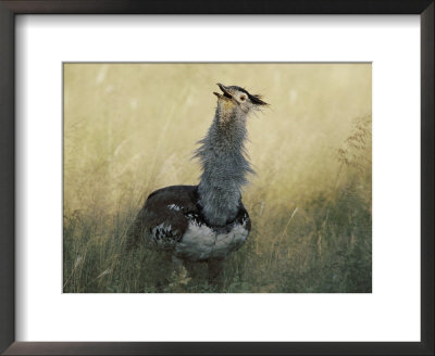A Kori Bustard (Choriotis Kori) With Neck Feathers Extended by Nicole Duplaix Pricing Limited Edition Print image