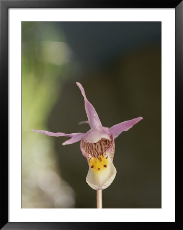 Close View Of Calypso Or Fairy Slipper by Norbert Rosing Pricing Limited Edition Print image