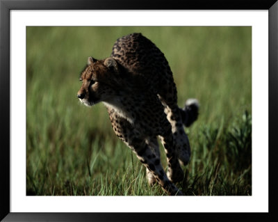 An African Cheetah Running In The Grass by Chris Johns Pricing Limited Edition Print image
