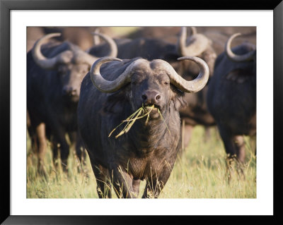 Cape Buffalo Feeding In A Herd by Beverly Joubert Pricing Limited Edition Print image