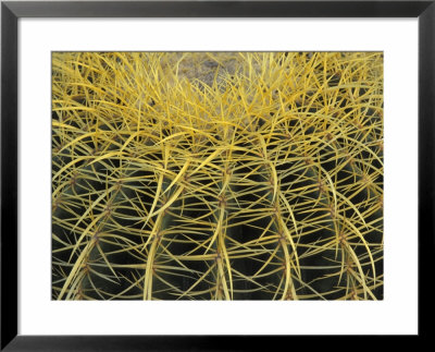 Golden Barrel Cactus, San Xavier, Arizona, Usa by Jamie & Judy Wild Pricing Limited Edition Print image