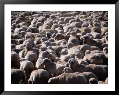 Flock Of Sheep, Port Augusta, Australia by Mark Newman Pricing Limited Edition Print image