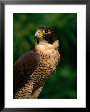 Peregrine Falcon (Falco Peregrinus), Costa Rica by Alfredo Maiquez Pricing Limited Edition Print image