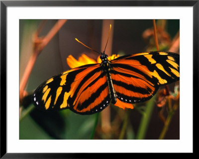 Danalid Butterfly, Costa Rica by Mark Newman Pricing Limited Edition Print image