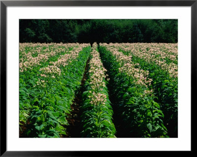 Tobacco Crop In Field In Wandiligong Valley Bright, Victoria, Australia by Barnett Ross Pricing Limited Edition Print image