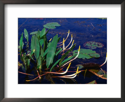 Marine Flora, Okefenokee Swamp Park, Georgia, Usa by Lawrence Worcester Pricing Limited Edition Print image