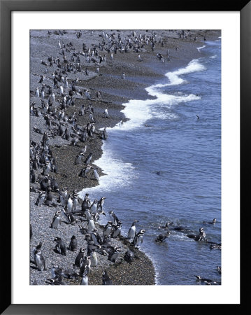 Magellan Penguin Colony, Punta Tombo, Patagonia, Punta Tombo Provincial Reserve, Argentina by Holger Leue Pricing Limited Edition Print image