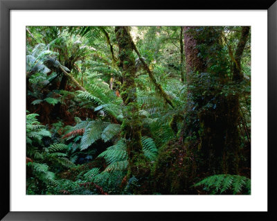 Trees, Tree Fern And Moss In The Dense, Wet Rainforest, Otway National Park, Australia by Rodney Hyett Pricing Limited Edition Print image