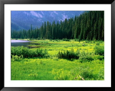 Meadow And Forest On Shore Of Gibson Lake, Kokanee Glacier Provincial Park, Kaslo, Canada by David Tomlinson Pricing Limited Edition Print image