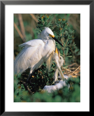 Snowy Egret, Texas, Usa by Dee Ann Pederson Pricing Limited Edition Print image