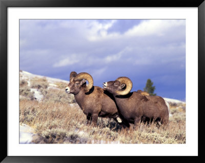 Bighorn Rams On Grassy Slope, Whiskey Mountain, Wyoming, Usa by Howie Garber Pricing Limited Edition Print image