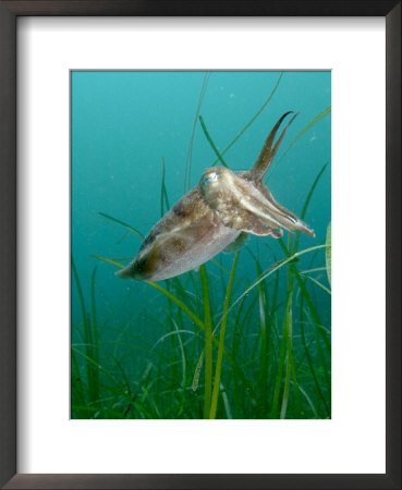 Cuttlefish, Mounts Bay, Uk by Mark Webster Pricing Limited Edition Print image
