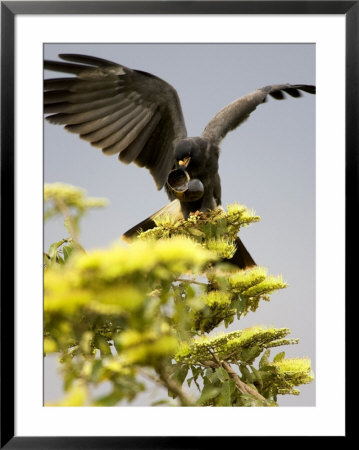 Snail Kite At Top Of Tree With Apple Snail, Brazil by Roy Toft Pricing Limited Edition Print image