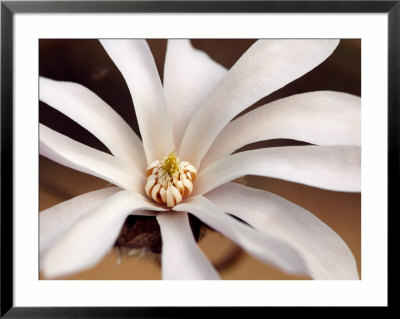Magnolia X Loebneri Leonard Messel, Close-Up Of White Flower by Susie Mccaffrey Pricing Limited Edition Print image