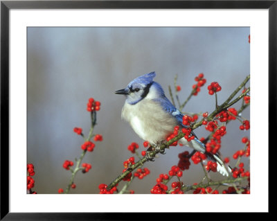 Blue Jay, Marion County, Usa by Daybreak Imagery Pricing Limited Edition Print image