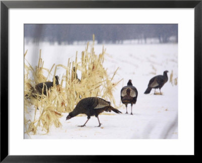 A Flock Of Wild Turkey Pick Over A Corn Field In Williston, Vermont, Wednesday, March 5, 2003 by Alden Pellett Pricing Limited Edition Print image