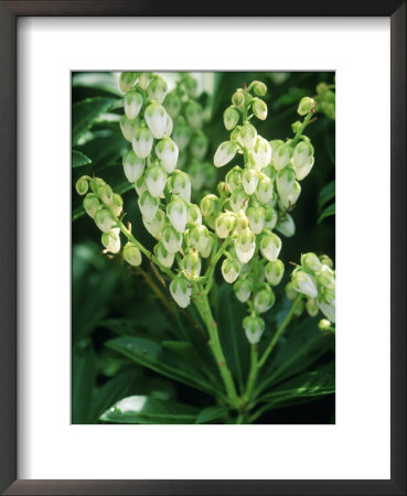 Pieris Japonica, Debutante (Lily Of The Valley Shrub), Small White Flowers On Green Stems by Mark Bolton Pricing Limited Edition Print image