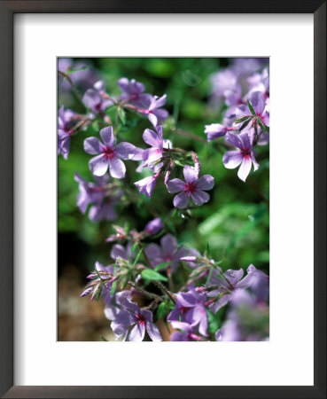 Phlox Divaricata (Chattahoochee), Close-Up Of Flower With Rain Drops by Pernilla Bergdahl Pricing Limited Edition Print image