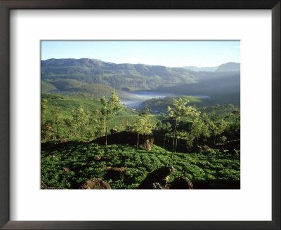 Tea Plantations, Kerala, South India by John Downer Pricing Limited Edition Print image