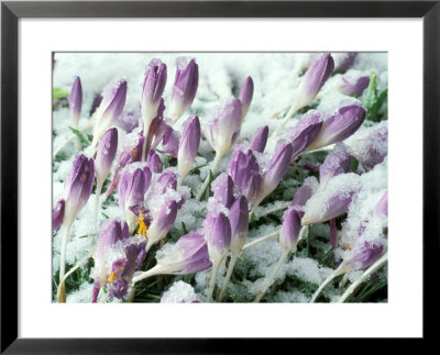 Crocus Tommasinianus (Barrs Purple), Purple Flowers Pushing Through Snow, Bulb, February, Spring by Chris Burrows Pricing Limited Edition Print image