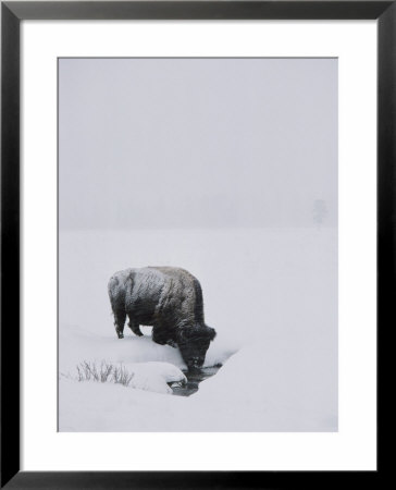 A American Bison Finds A Spot For A Drink In The Middle Of The Snow-Covered Terrain by Tom Murphy Pricing Limited Edition Print image