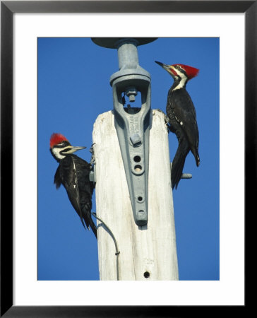 Pair Of Pileated Woodpeckers On Floridas Gulf Coast by Klaus Nigge Pricing Limited Edition Print image