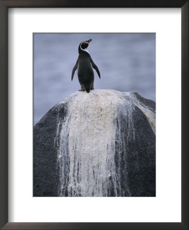 A Humboldt, Or Peruvian, Penguin On A Rock Stained With Guano by Joel Sartore Pricing Limited Edition Print image