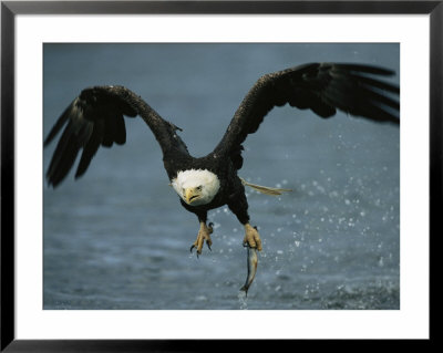 An American Bald Eagle Grabs A Fish In Its Talons by Klaus Nigge Pricing Limited Edition Print image