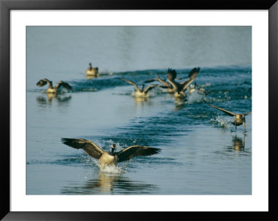 A Group Of Canada Geese Coming In For A Water Landing by Michael S. Lewis Pricing Limited Edition Print image