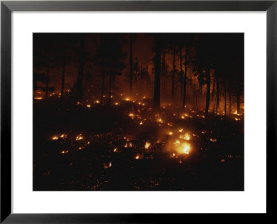 Fires Dot The Ponderosa Pine Forest On The Mescalero Indian Reservation by Raymond Gehman Pricing Limited Edition Print image