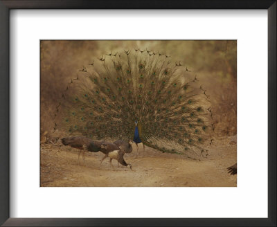 A Peacock Displays To A Group Of Peahens by Jason Edwards Pricing Limited Edition Print image