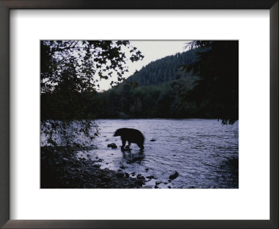 A Black Bear Searches For Sockeye Salmon In Shallow Waters by Joel Sartore Pricing Limited Edition Print image