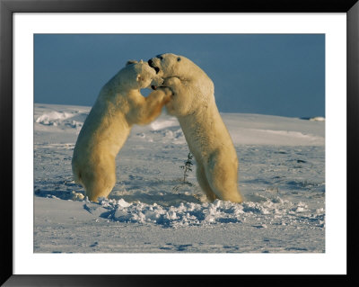Two Male Polar Bears Playfully Wrestle To Help Hone Fighting Skills by Norbert Rosing Pricing Limited Edition Print image