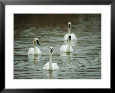 Four Swans Swim Close Together by Joel Sartore Pricing Limited Edition Print image