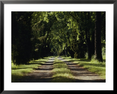An Unpaved Road Runs Between Two Rows Of Trees by Anne Keiser Pricing Limited Edition Print image
