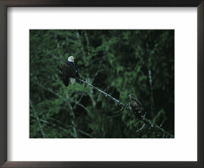 An Adult And A Juvenile Bald Eagle Perch On A Branch by Joel Sartore Pricing Limited Edition Print image