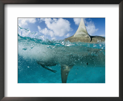 A Tiger Shark Eats An Albatross Close To Shore by Bill Curtsinger Pricing Limited Edition Print image